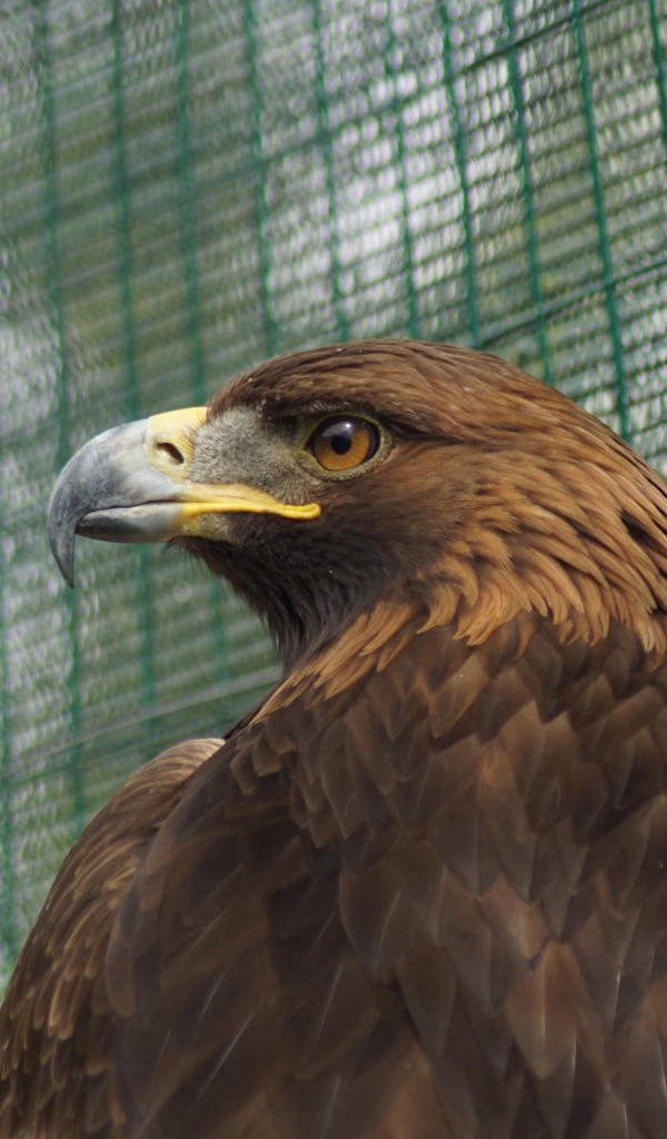 Большой орел с острым клювом в клетке