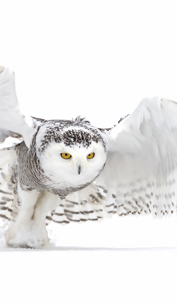 Большая серая сова на белом фоне