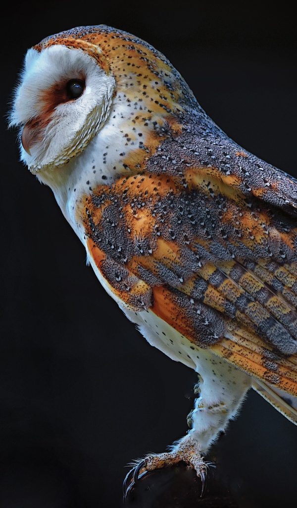 Большая сова на черном фоне