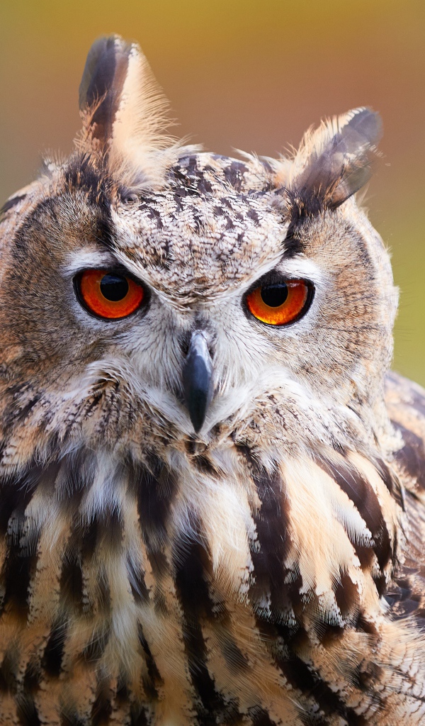 Большая сова с оранжевыми глазами крупным планом