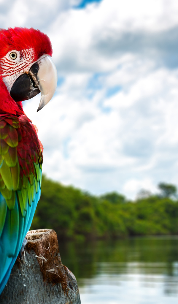 Большой попугай ара на ветке у воды