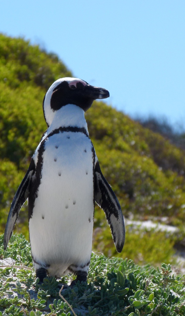 Большой пингвин стоит на зеленой траве