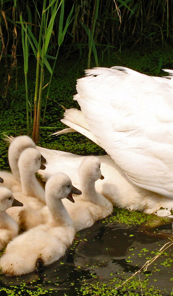 Большой белый лебедь с птенцами в пруду 