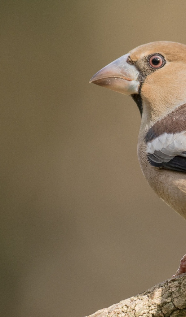 Птица сидит на ветке дерева крупным планом