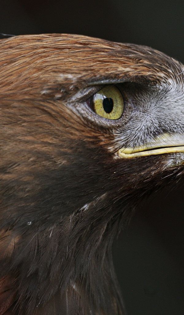 Close-up eagle head