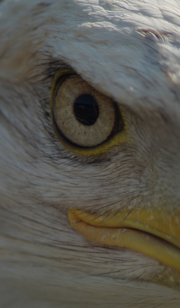Глаз белоголового орлана крупным планом