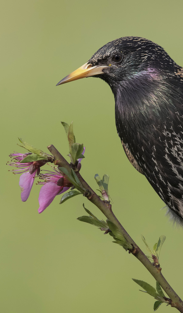 Common black starling sits on a branch with flowers