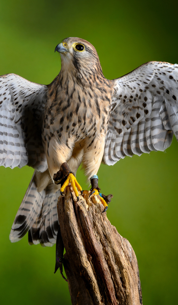 Птица обыкновенная пустельга сидит на дереве