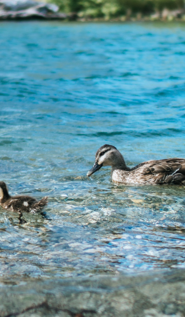 Утка с маленьким утенком в воде