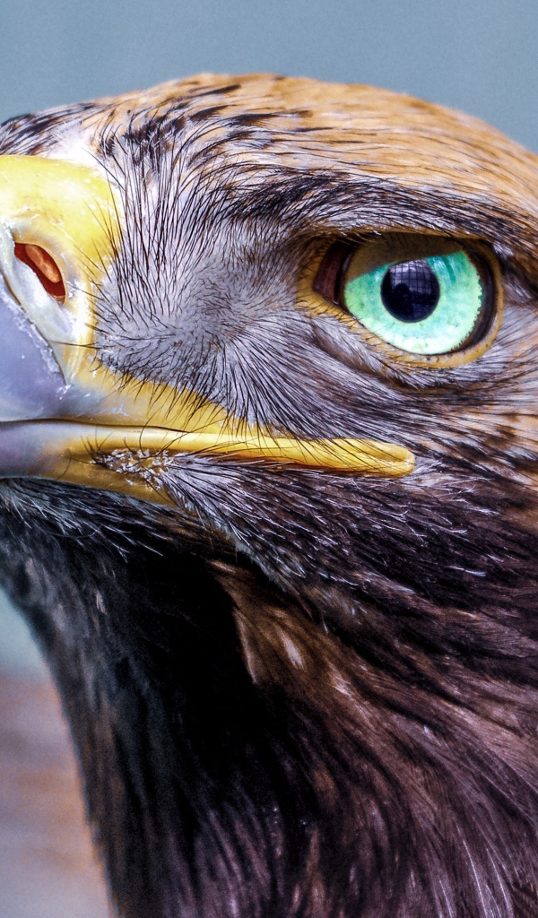 Орел с острым клювом голова крупным планом