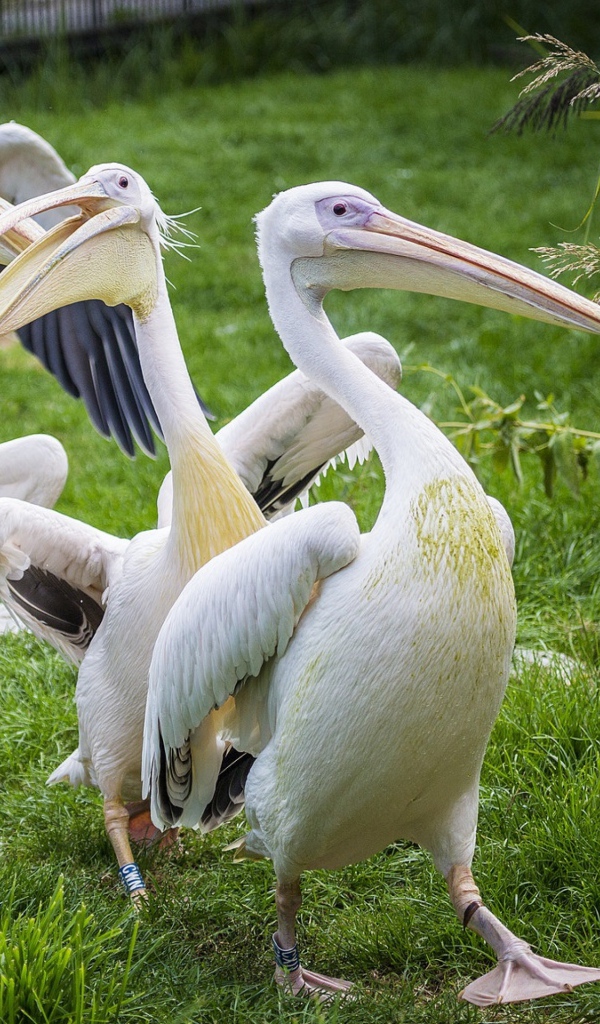 Четыре пеликана идут по зеленой траве