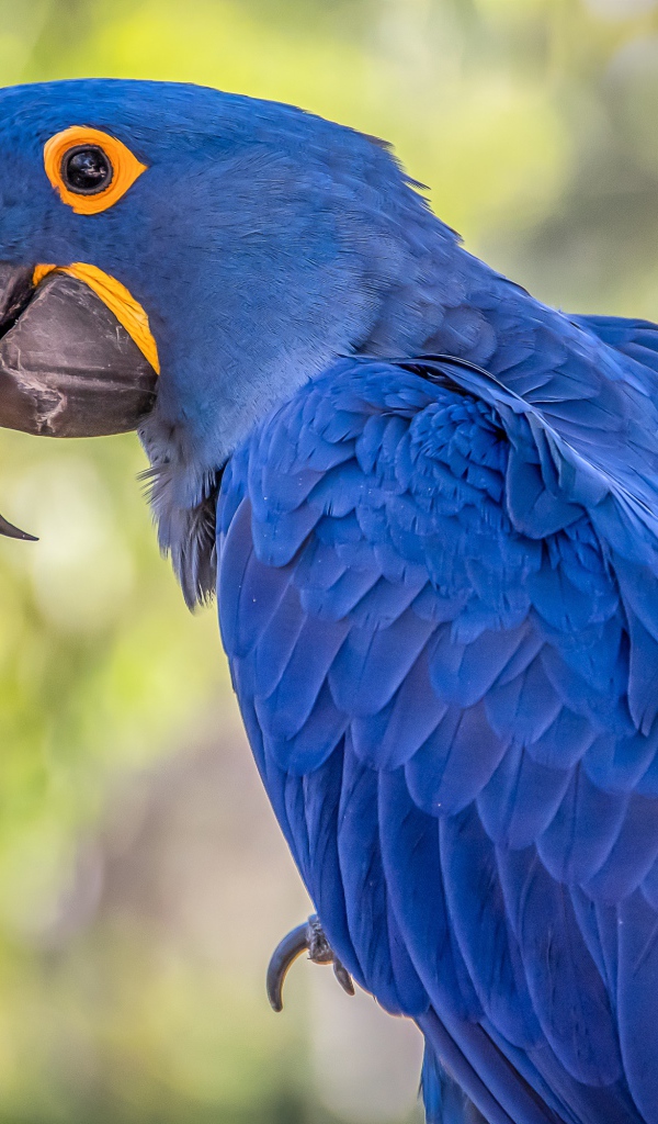 Большой синий ара с длинным клювом 
