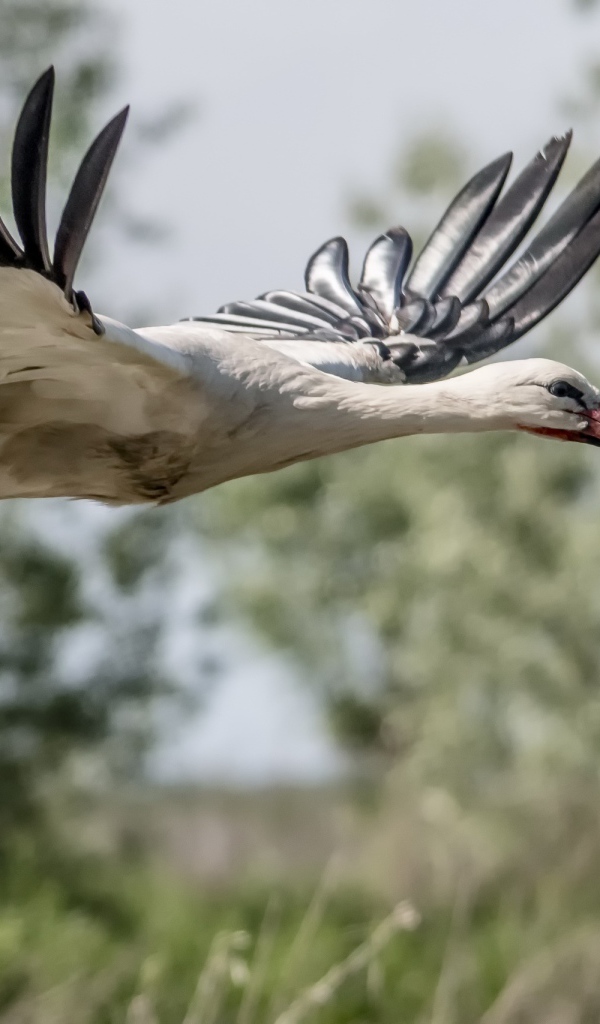 Большая цапля в полете