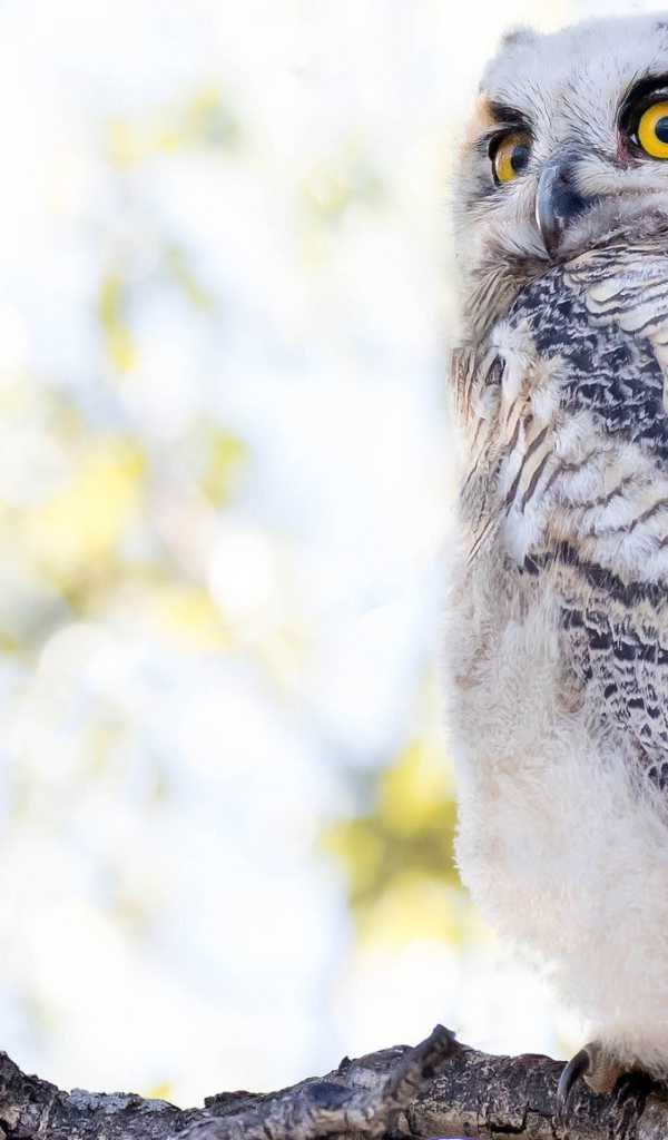 Большая серая сова с желтыми глазами на ветке 