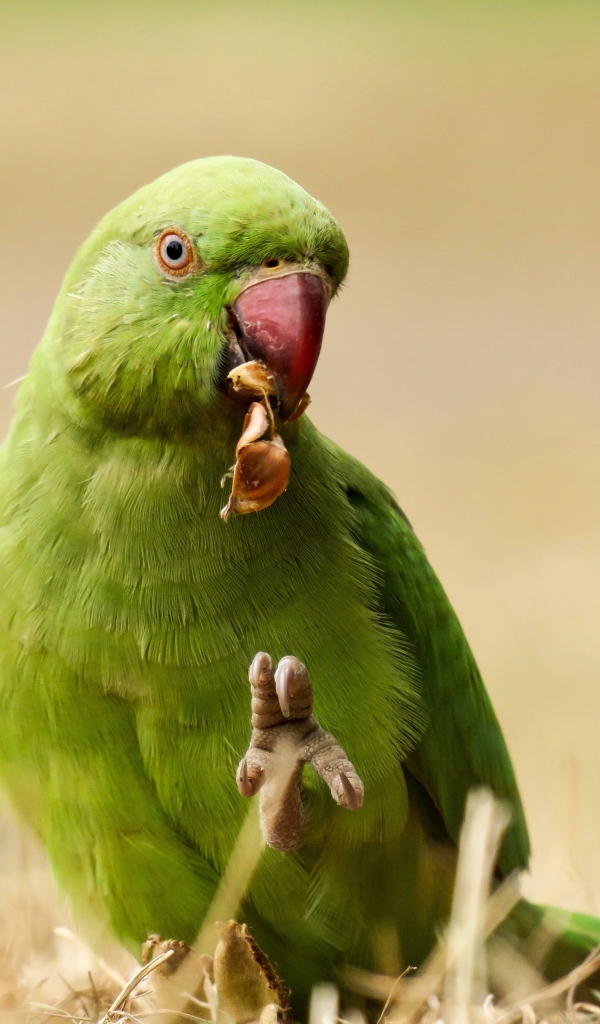 Зеленый попугай ест на траве