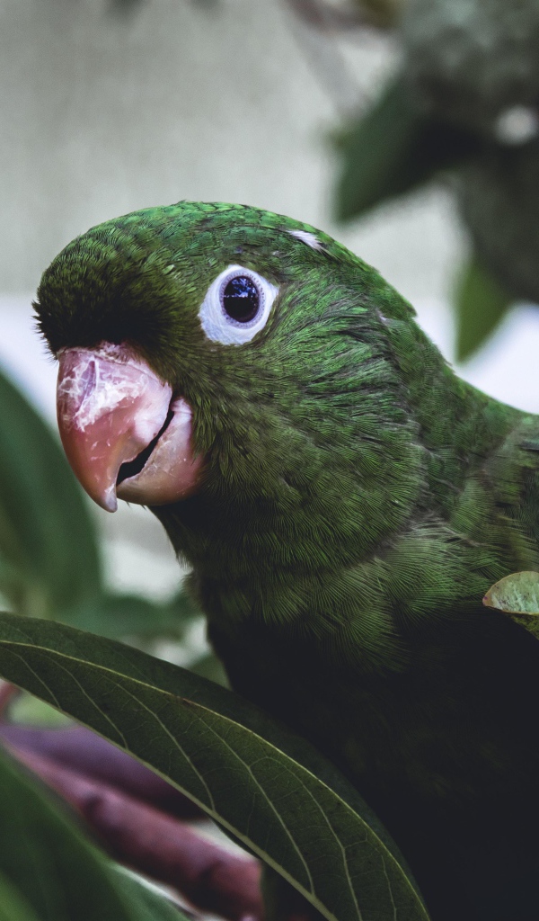 Зеленый попугай сидит в листьях 