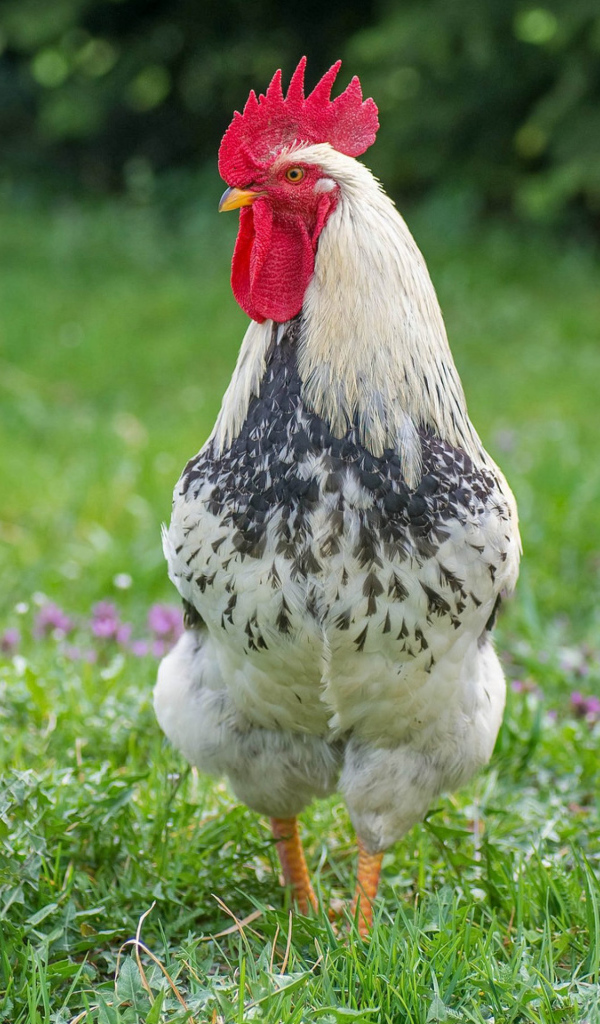 Домашний петух и курица на зеленой траве