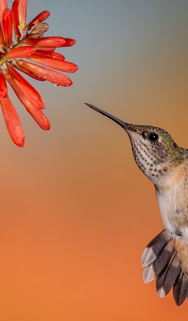 Птица колибри в полете у красного цветка 