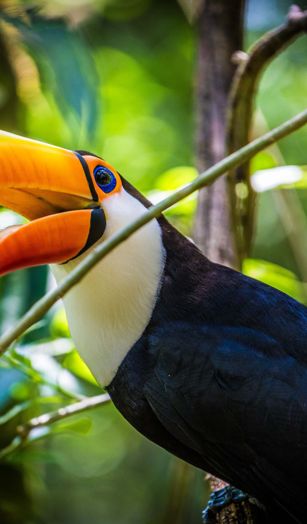 Большой тукан с открытым клювом сидит на ветке