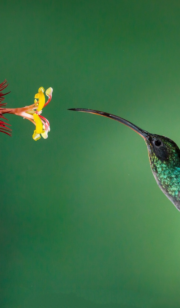 Маленькая птичка колибри пьет нектар с цветка
