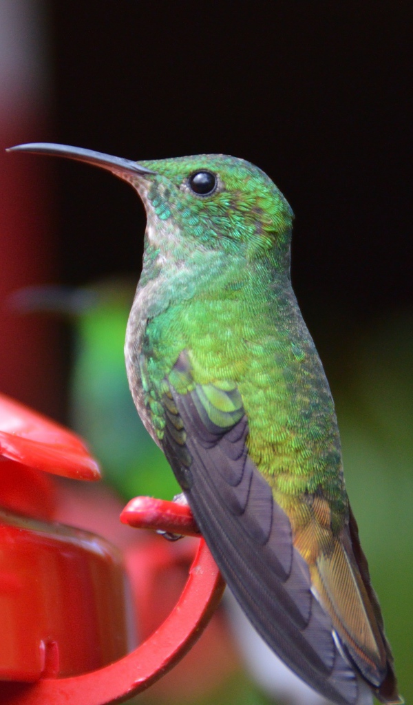 Маленькая птичка колибри к водопоя
