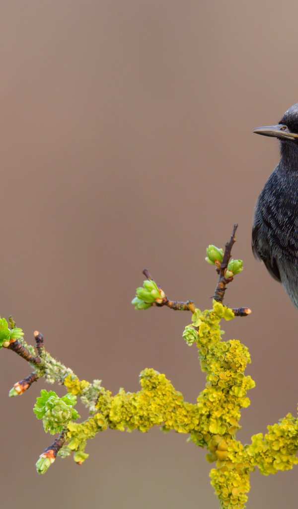 Маленькая птица сидит на ветке