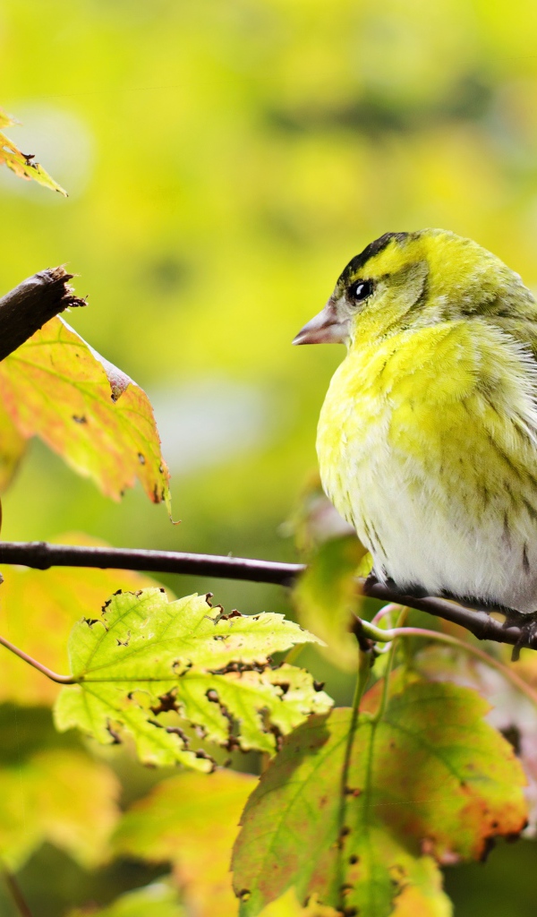 Маленькая птичка сидит на ветке с желтыми листьями