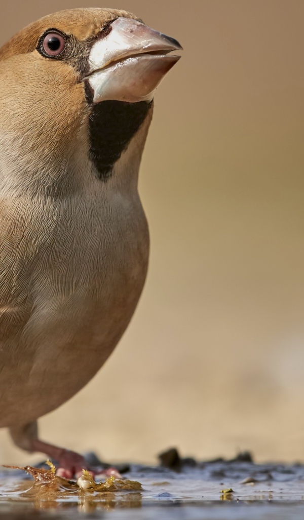 Маленькая коричневая птичка на мокрой земле