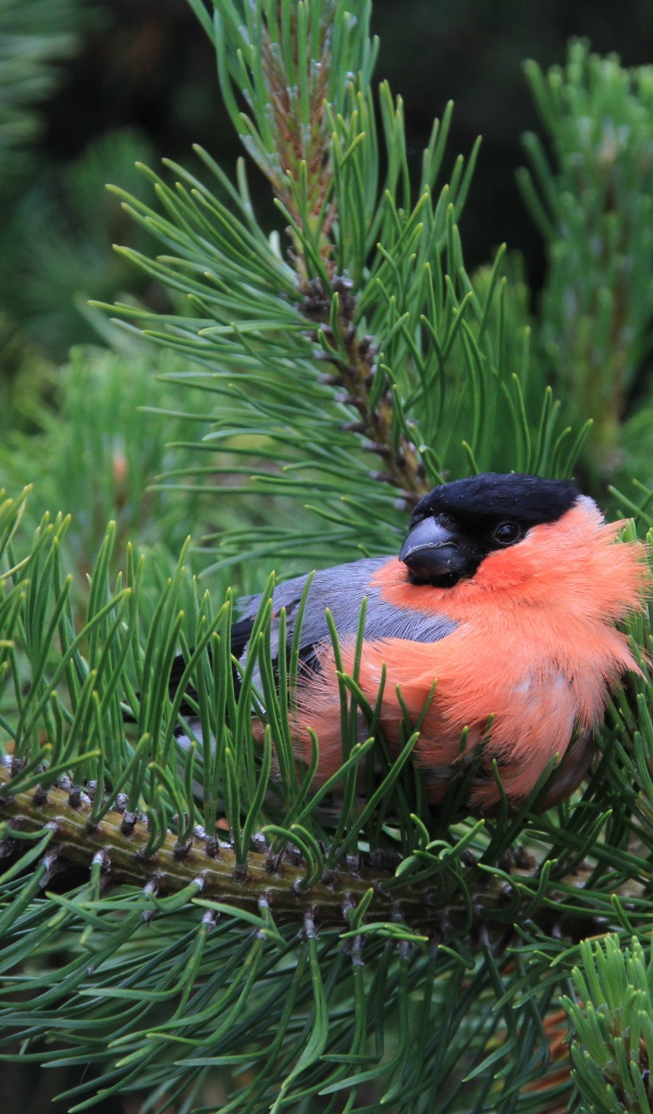 Маленький снегирь сидит в сосновых ветках 