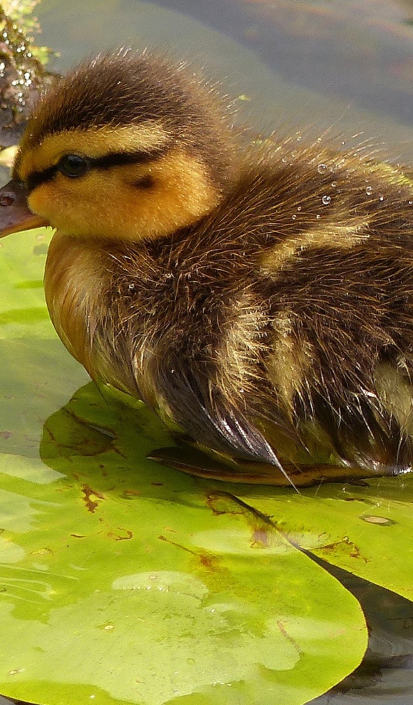 Маленький утенок сидит на зеленом листе в воде