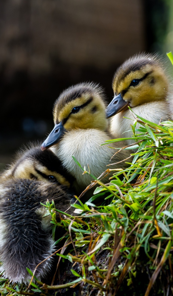 Маленькие утята сидят на траве у пруда 