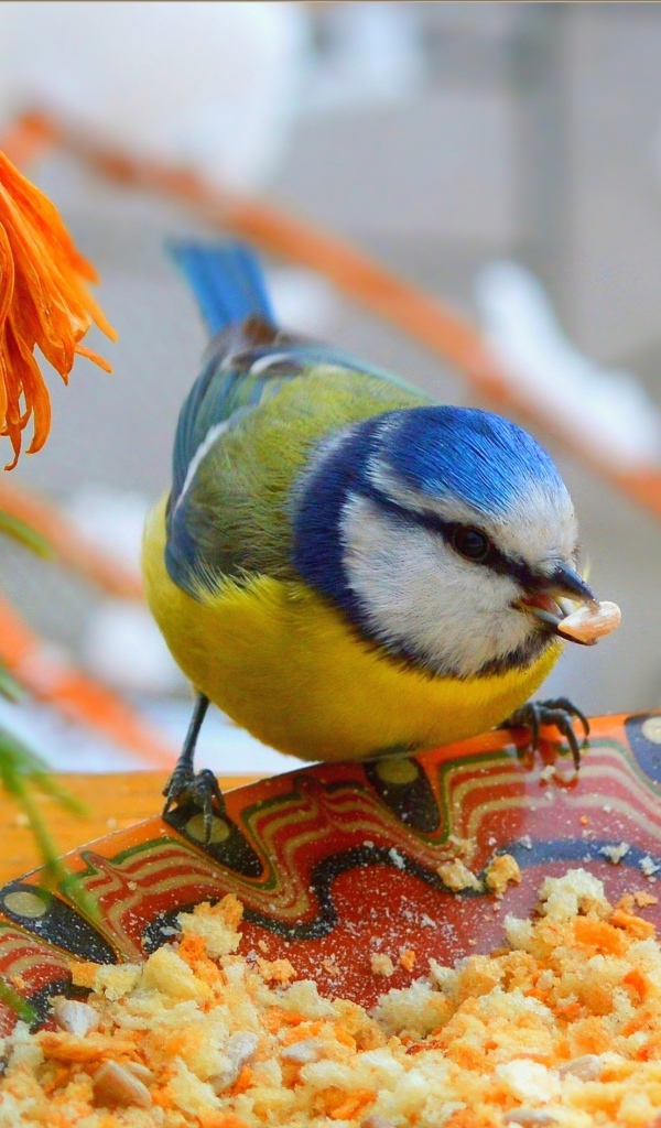 Маленькая синица клюет крошки