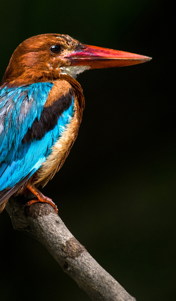 Разноцветная птица зимородок сидит на ветке дерева 