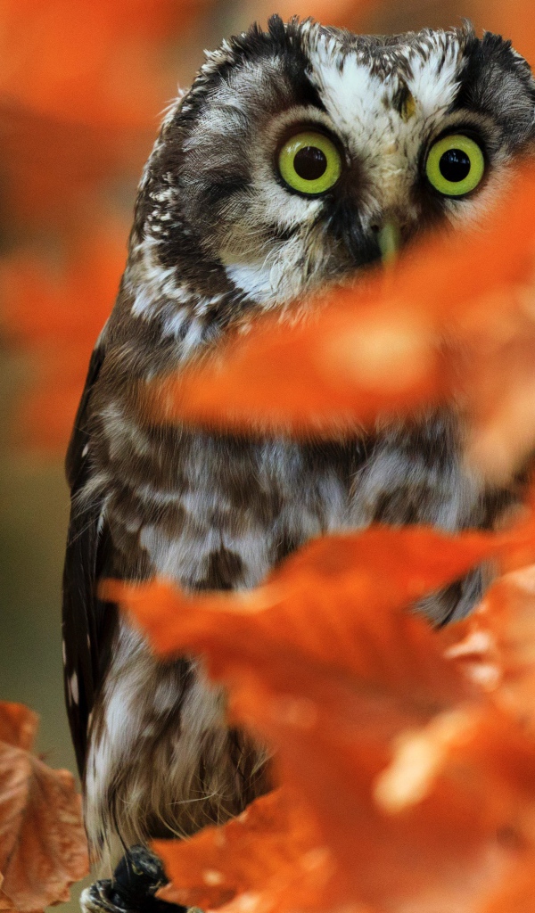 Сова сидит на ветке с сухими осенними листьями