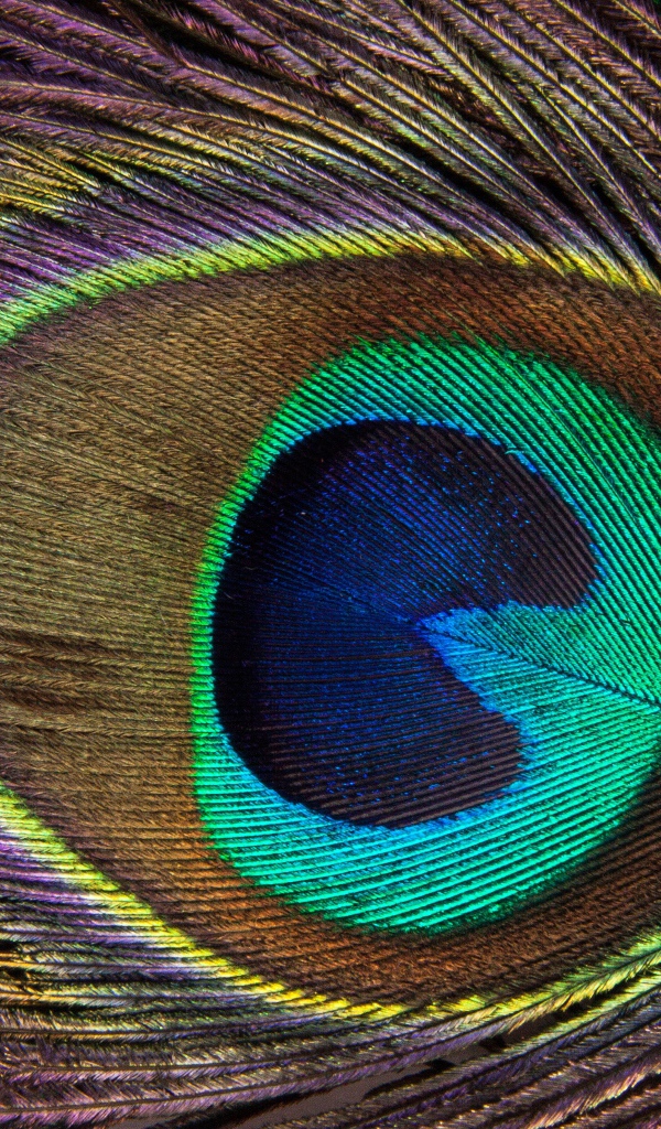 Перо павлина крупным планом 