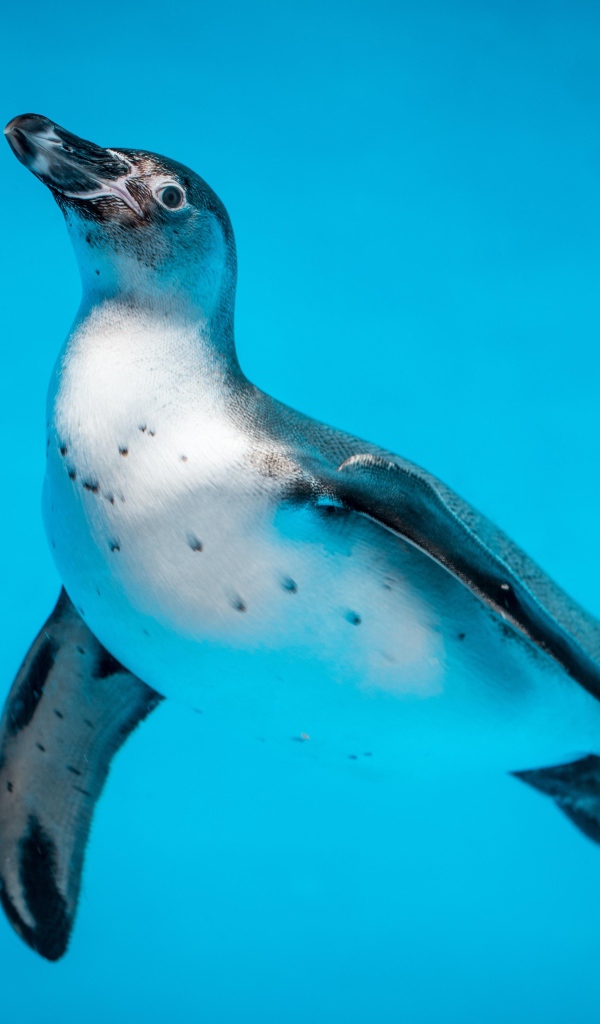 Пингвин в голубой воде крупным планом