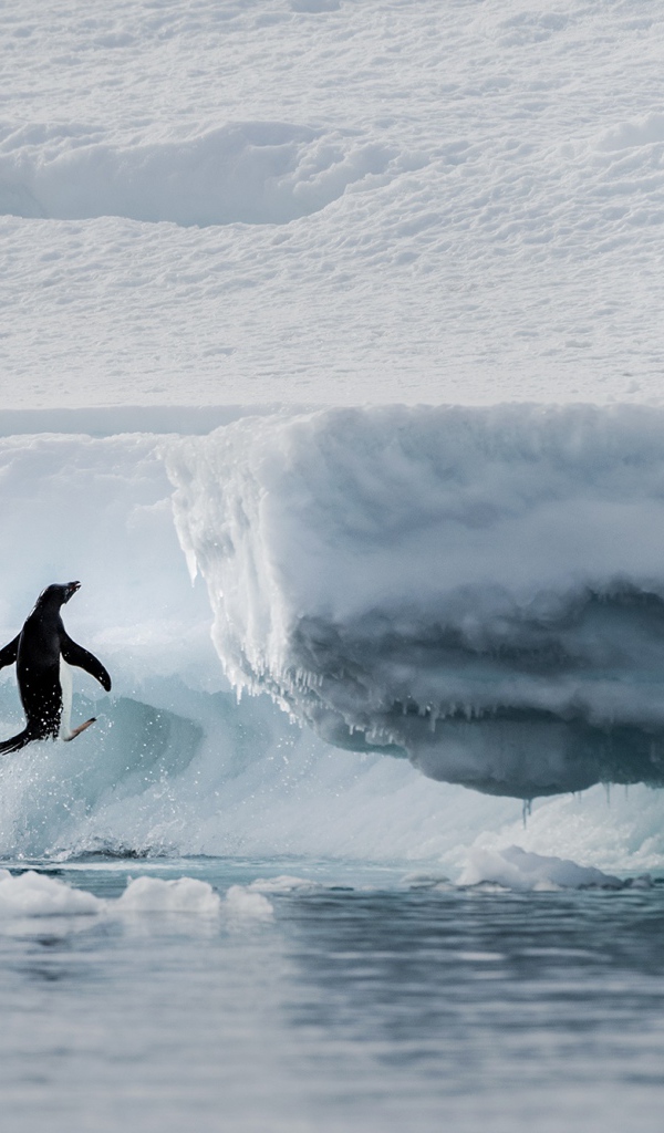 Пингвины выпрыгивают на холодную льдину