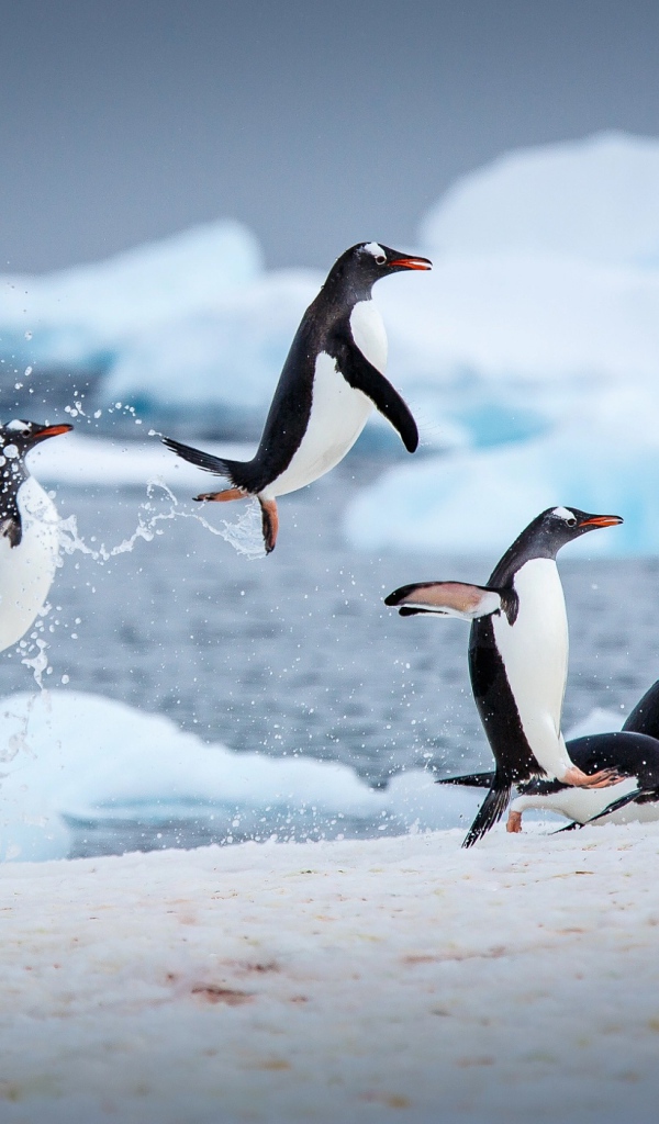 Penguins jump out of the water to snow
