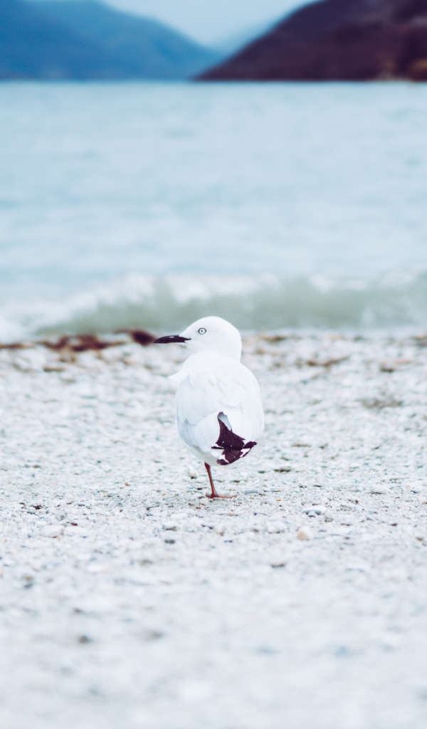 Чайка ходит по песку у воды
