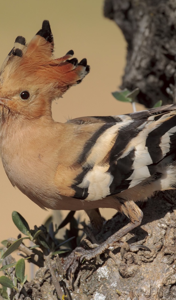 Птица удод с острым клювом сидит на дереве