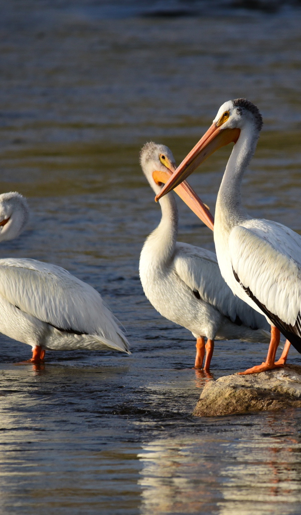 Три больших пеликана в воде 