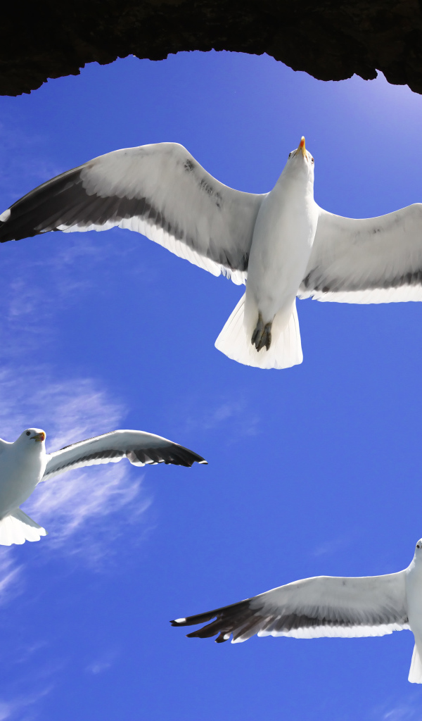 Три белые чайки в голубом небе