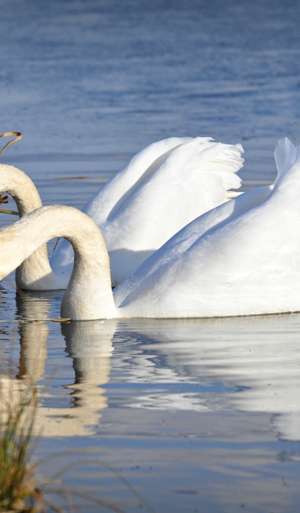 Два красивых белых лебедя у берега 