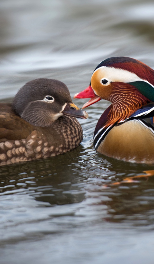 Две уточки мандаринки в воде 