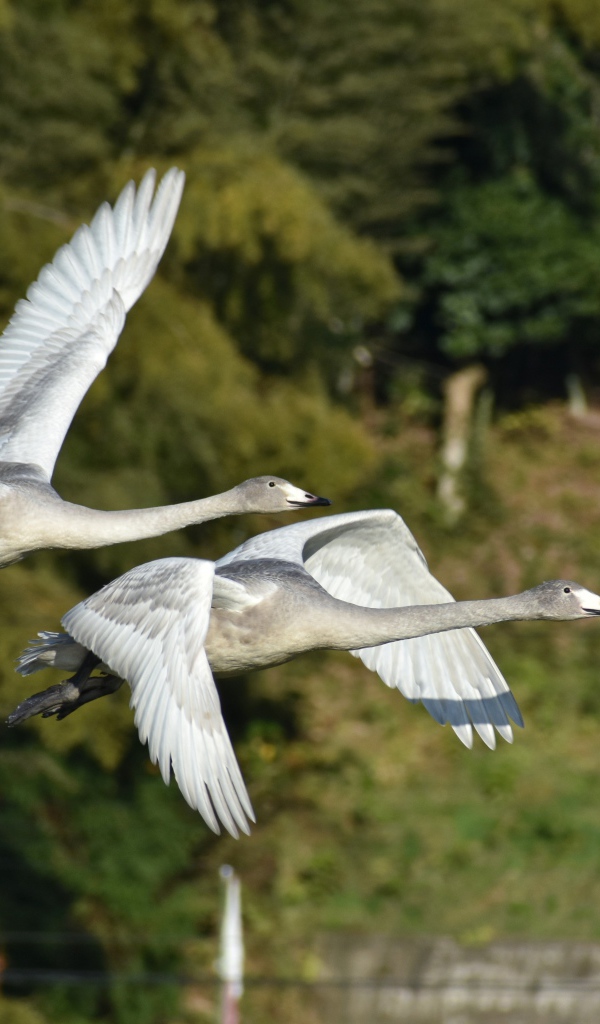 Два серых гуся летят над озером