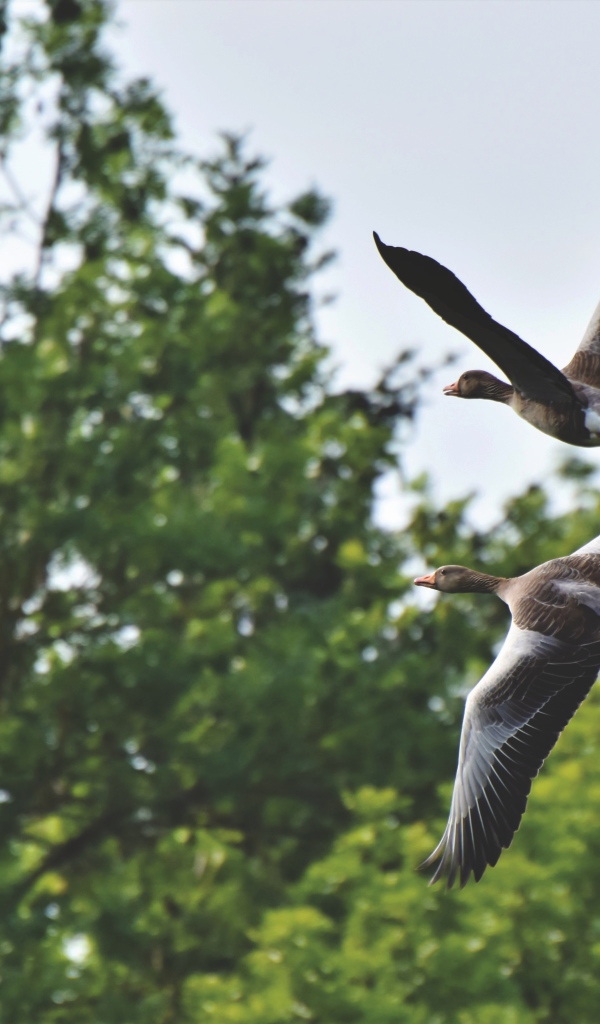 Два серых диких гуся пролетают у дерева