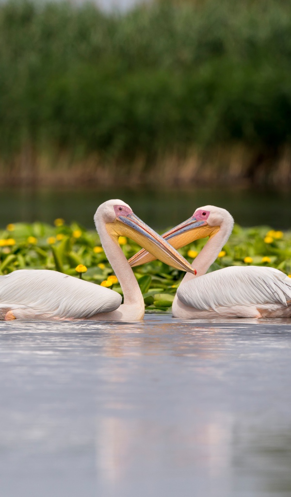 Два больших пеликана в воде с желтыми лилиями