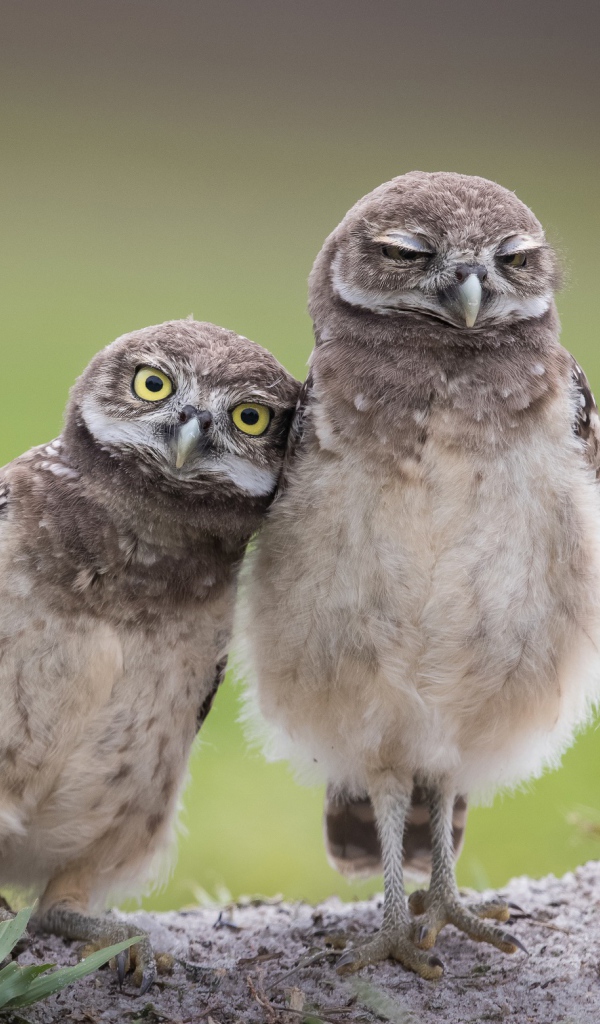 Две маленькие совы стоят на земле 