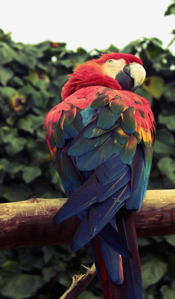 Два попугая ара сидят на ветке 