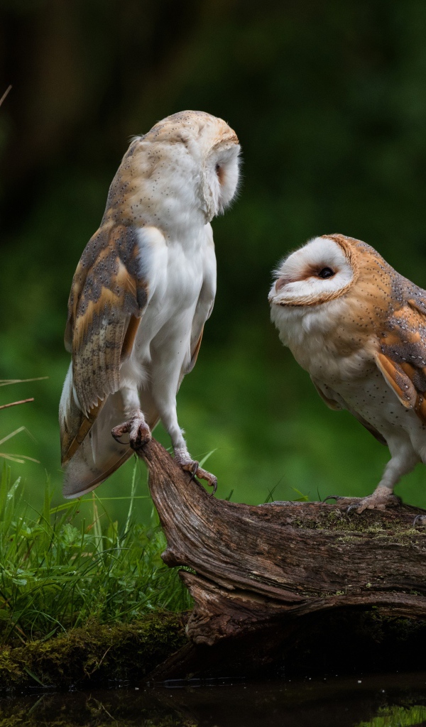 Две совы сидят на сухом дереве у воды